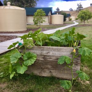 Fresh produce part of the Tasmanian Luxury Eco Experience at Truffle Lodge